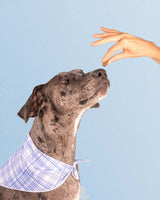 Dog Enjoying Soft Chew