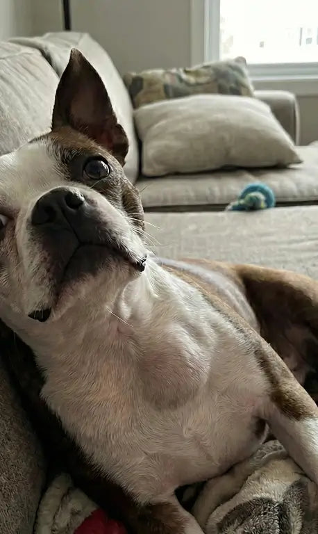 Frenchie Day 1 Hard Chest Lump