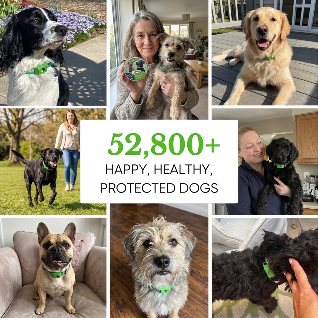 52,800+ Happy Protected Dogs
