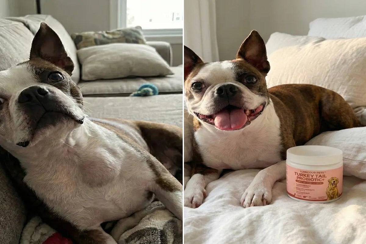 Frenchie Before and After